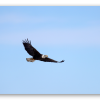 Bald Eagle in Flight