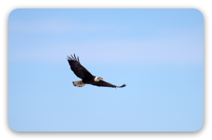 Bald Eagle in Flight