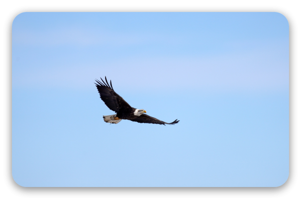 Bald Eagle in Flight