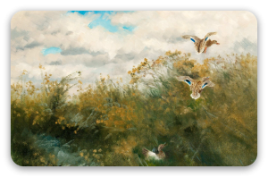 Goosander
