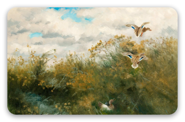 Goosander