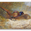 Pheasants