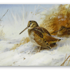 Woodcock