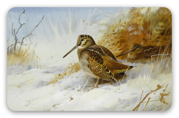 Woodcock