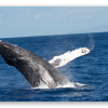 Humpback Whale
