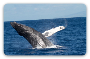 Humpback Whale