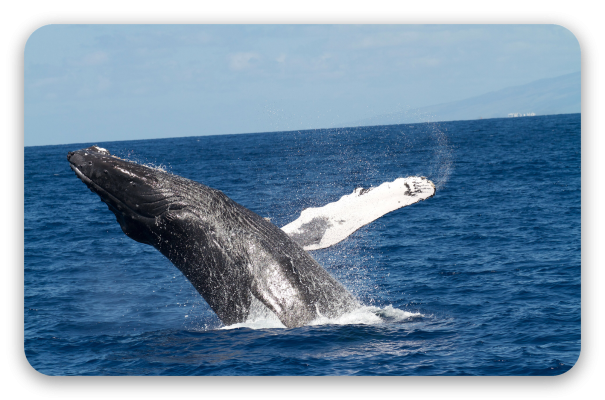 Humpback Whale