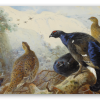 Black Grouse