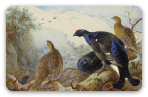 Black Grouse