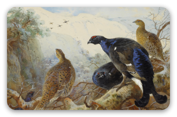 Black Grouse