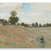 Poppies