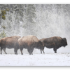 Bison in the Snow