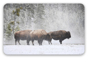 Bison in the Snow