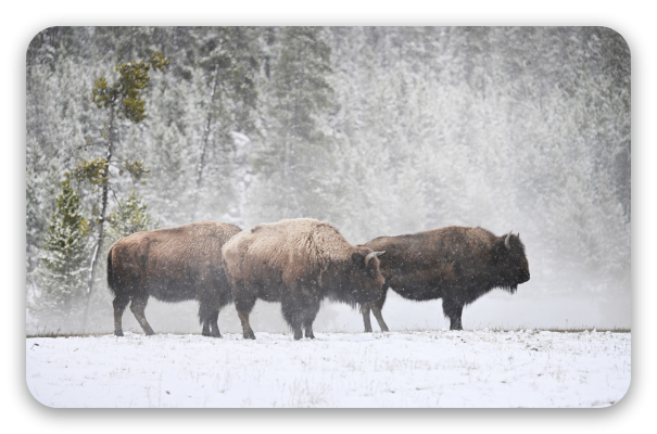 Bison in the Snow