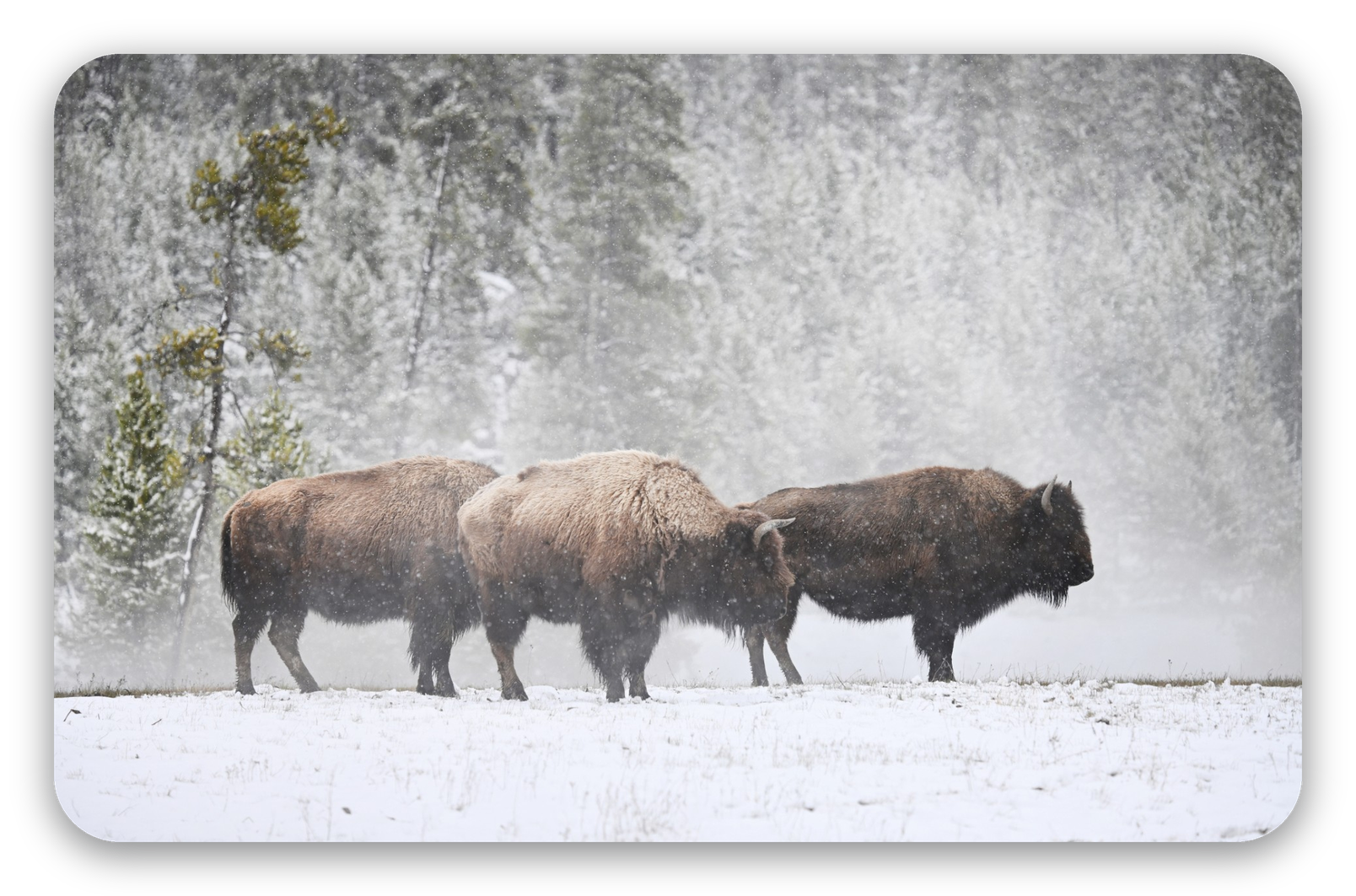 Bison in the Snow