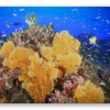 Coral Reef