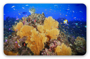 Coral Reef