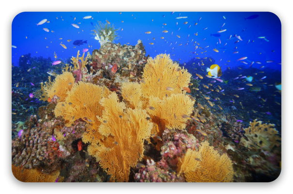 Coral Reef