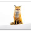 Fox in the Snow