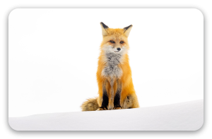 Fox in the Snow