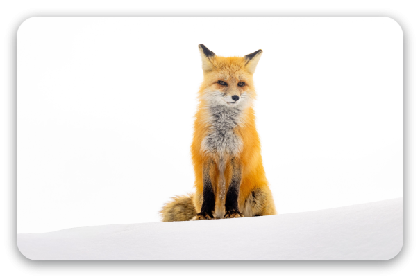 Fox in the Snow