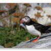 Atlantic Puffin