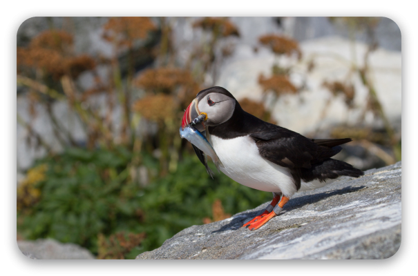 Atlantic Puffin