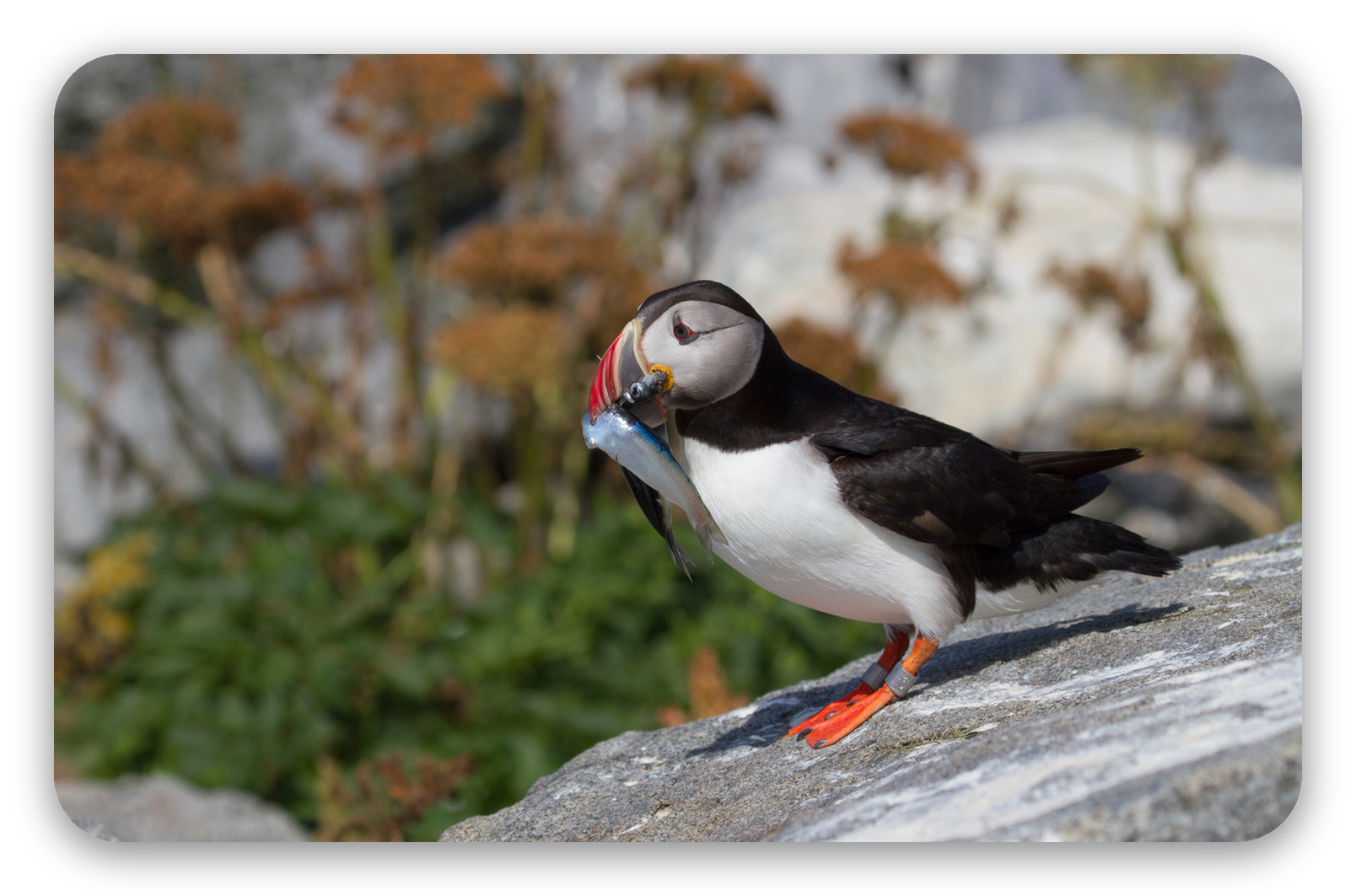 Atlantic Puffin