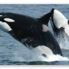 Orcas