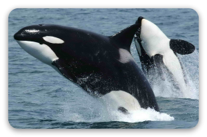 Orcas