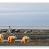 Polar Bears