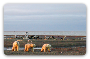 Polar Bears