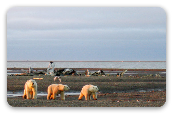 Polar Bears