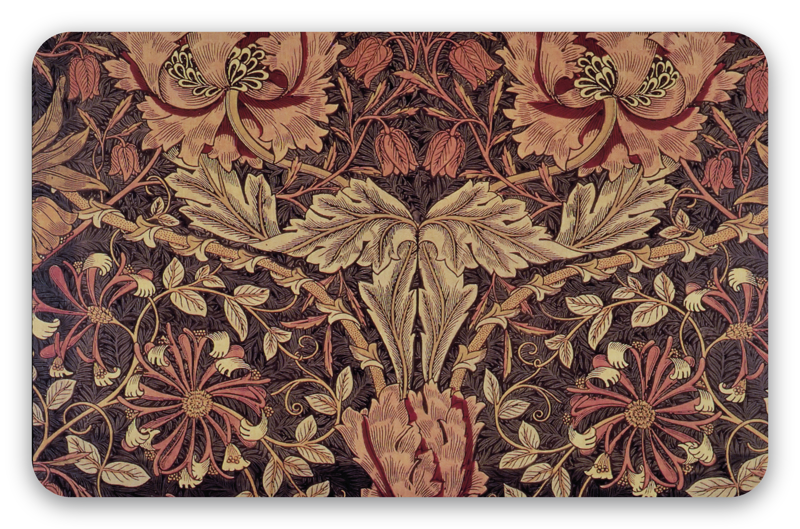 Honeysuckle