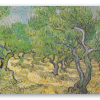 Olive Trees