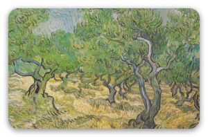 Olive Trees