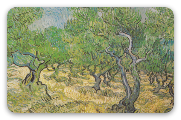 Olive Trees