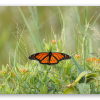 Monarch Butterfly