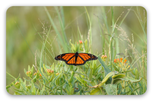 Monarch Butterfly