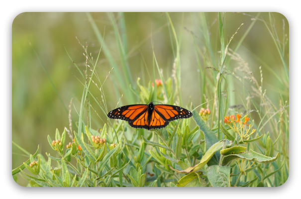 Monarch Butterfly