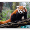 Red Panda