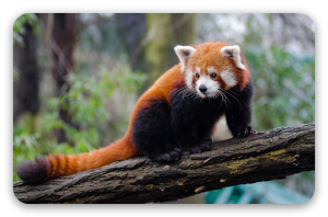 Red Panda