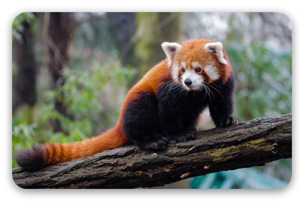 Red Panda