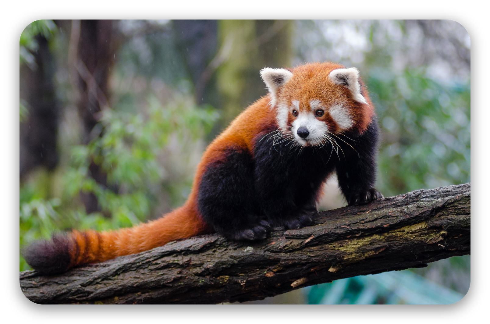 Red Panda