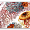 Jellyfish (Haeckel)
