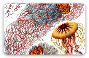 Jellyfish (Haeckel)