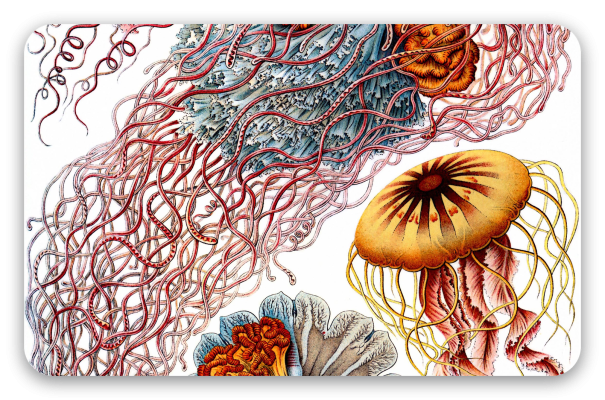 Jellyfish (Haeckel)