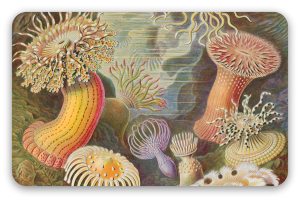 Sea Anemones (Haeckel)