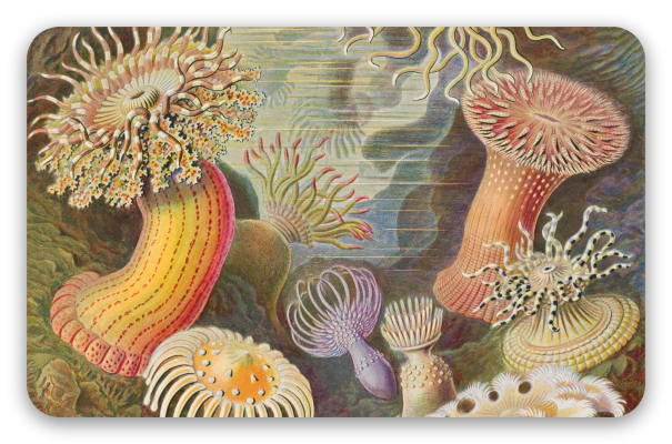 Sea Anemones (Haeckel)