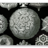 Corals (Haeckel)